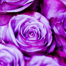 无毒无害健康的ip攻击器网页版